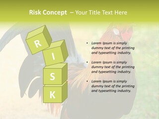 A Rooster Is Standing In The Grass PowerPoint Template