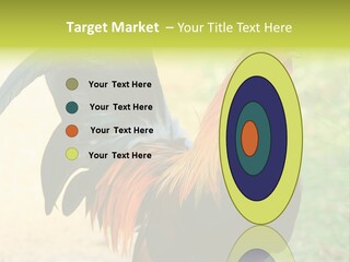 A Rooster Is Standing In The Grass PowerPoint Template