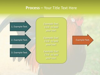 A Rooster Is Standing In The Grass PowerPoint Template