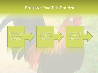A Rooster Is Standing In The Grass PowerPoint Template