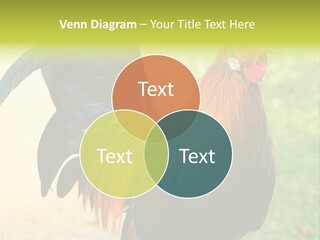 A Rooster Is Standing In The Grass PowerPoint Template