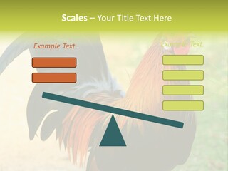 A Rooster Is Standing In The Grass PowerPoint Template