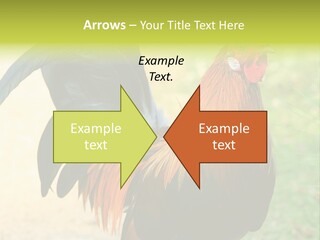 A Rooster Is Standing In The Grass PowerPoint Template