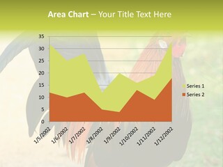 A Rooster Is Standing In The Grass PowerPoint Template