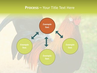 A Rooster Is Standing In The Grass PowerPoint Template
