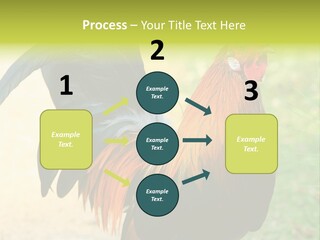 A Rooster Is Standing In The Grass PowerPoint Template