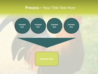 A Rooster Is Standing In The Grass PowerPoint Template