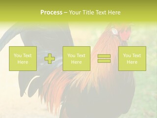 A Rooster Is Standing In The Grass PowerPoint Template