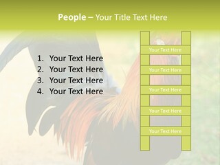 A Rooster Is Standing In The Grass PowerPoint Template