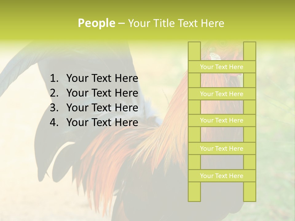 A Rooster Is Standing In The Grass PowerPoint Template