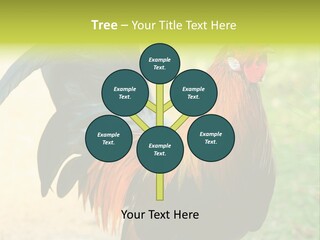 A Rooster Is Standing In The Grass PowerPoint Template