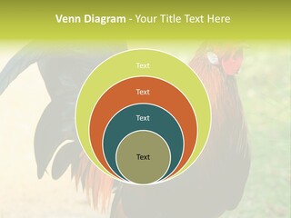 A Rooster Is Standing In The Grass PowerPoint Template