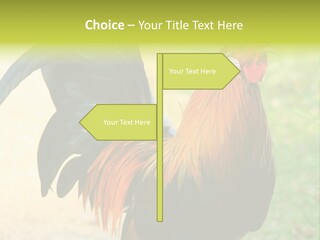 A Rooster Is Standing In The Grass PowerPoint Template