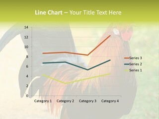 A Rooster Is Standing In The Grass PowerPoint Template