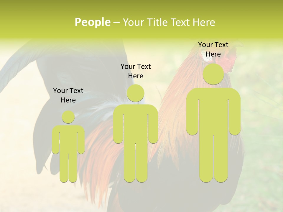 A Rooster Is Standing In The Grass PowerPoint Template
