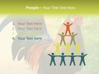 A Rooster Is Standing In The Grass PowerPoint Template