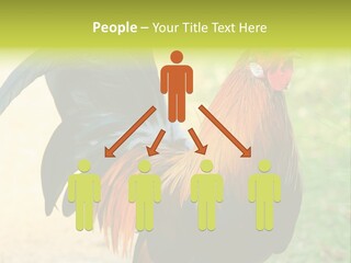 A Rooster Is Standing In The Grass PowerPoint Template