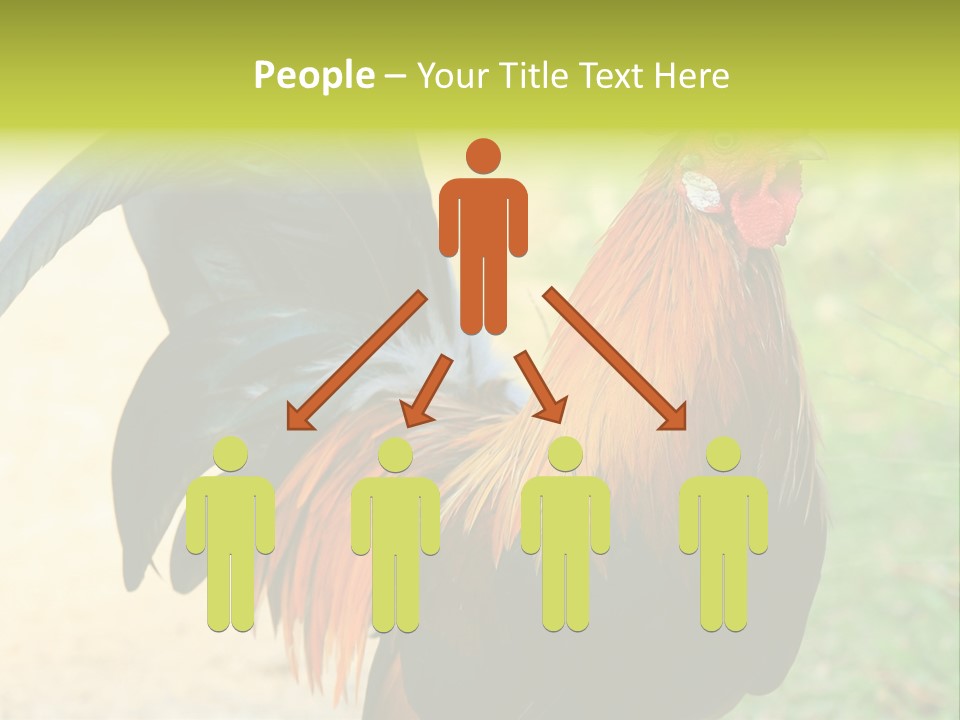 A Rooster Is Standing In The Grass PowerPoint Template