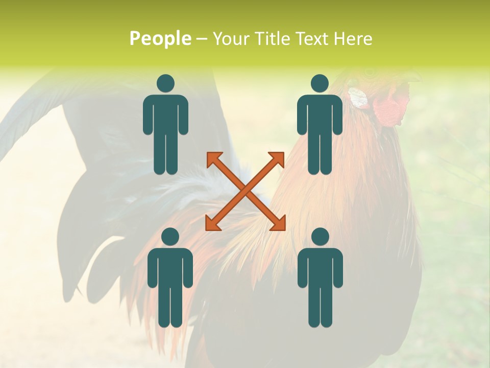 A Rooster Is Standing In The Grass PowerPoint Template
