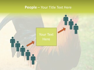 A Rooster Is Standing In The Grass PowerPoint Template