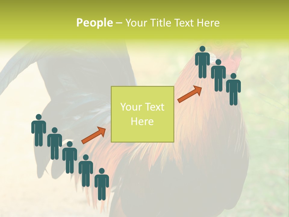 A Rooster Is Standing In The Grass PowerPoint Template