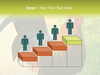 A Rooster Is Standing In The Grass PowerPoint Template