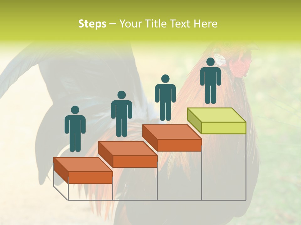A Rooster Is Standing In The Grass PowerPoint Template