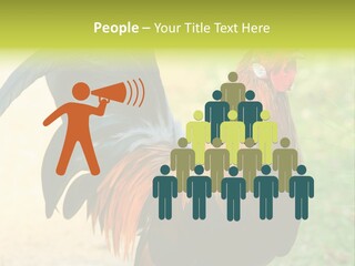A Rooster Is Standing In The Grass PowerPoint Template