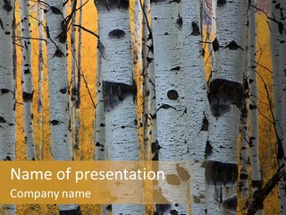 A Group Of Trees With Yellow Leaves In The Background PowerPoint Template