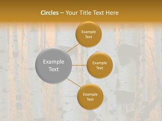 A Group Of Trees With Yellow Leaves In The Background PowerPoint Template