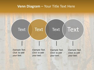 A Group Of Trees With Yellow Leaves In The Background PowerPoint Template