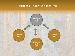A Group Of Trees With Yellow Leaves In The Background PowerPoint Template