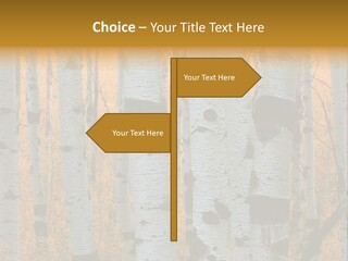 A Group Of Trees With Yellow Leaves In The Background PowerPoint Template