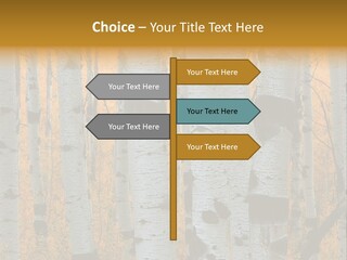 A Group Of Trees With Yellow Leaves In The Background PowerPoint Template