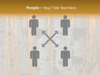 A Group Of Trees With Yellow Leaves In The Background PowerPoint Template