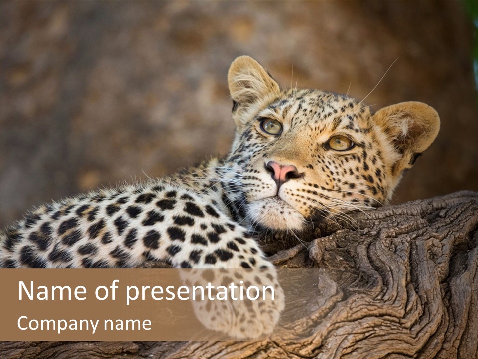 A Leopard Laying On Top Of A Tree Trunk PowerPoint Template