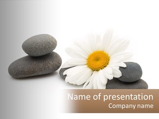A White Flower Sitting On Top Of A Pile Of Rocks PowerPoint Template