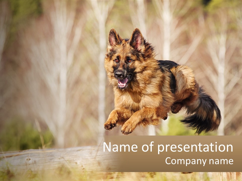 A Dog Jumping Over A Log In The Woods PowerPoint Template
