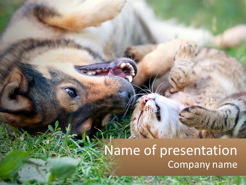 A Dog And A Cat Playing Together In The Grass PowerPoint Template