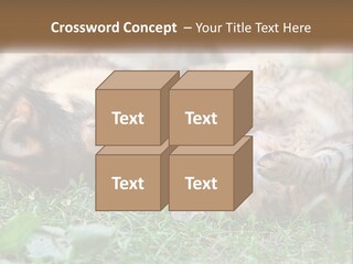 A Dog And A Cat Playing Together In The Grass PowerPoint Template