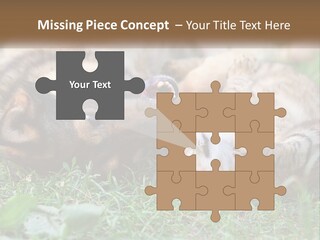 A Dog And A Cat Playing Together In The Grass PowerPoint Template