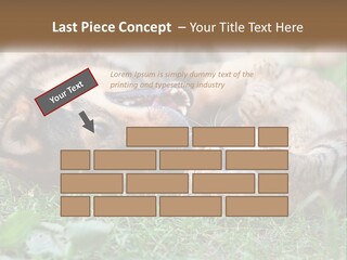 A Dog And A Cat Playing Together In The Grass PowerPoint Template