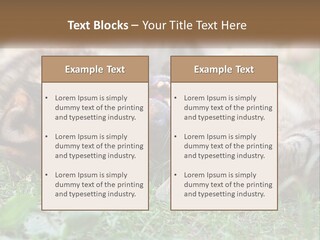 A Dog And A Cat Playing Together In The Grass PowerPoint Template