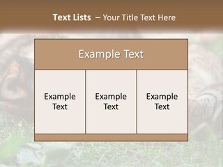 A Dog And A Cat Playing Together In The Grass PowerPoint Template