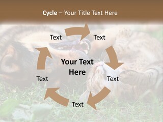 A Dog And A Cat Playing Together In The Grass PowerPoint Template