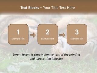 A Dog And A Cat Playing Together In The Grass PowerPoint Template