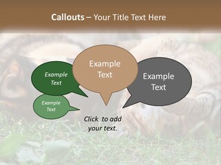 A Dog And A Cat Playing Together In The Grass PowerPoint Template