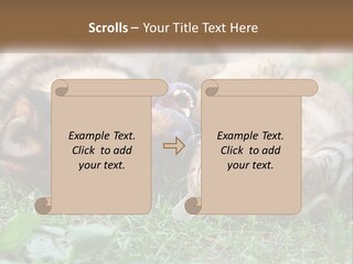 A Dog And A Cat Playing Together In The Grass PowerPoint Template