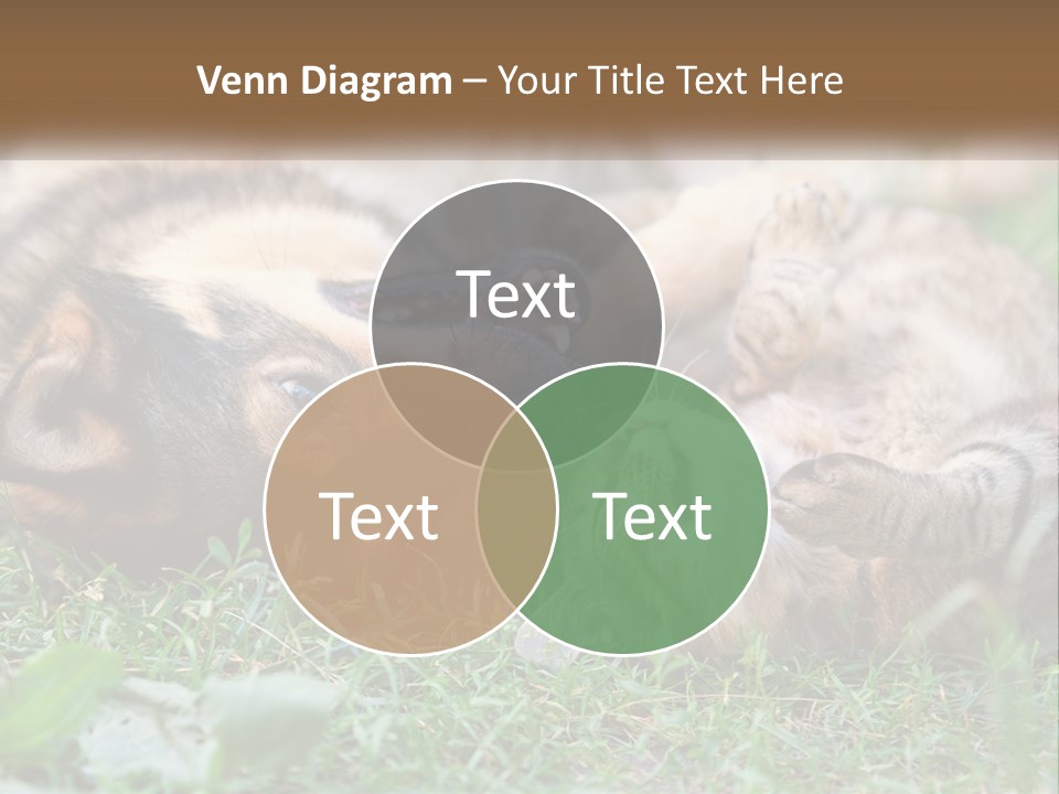 A Dog And A Cat Playing Together In The Grass PowerPoint Template