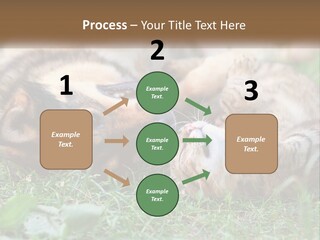 A Dog And A Cat Playing Together In The Grass PowerPoint Template